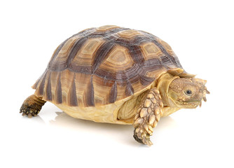 turtle on white background