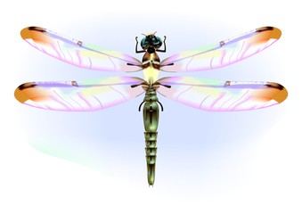 libellula