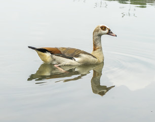 Duck with bridge background