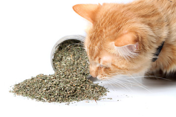 Orange cat sniffing dried catnip - obrazy, fototapety, plakaty