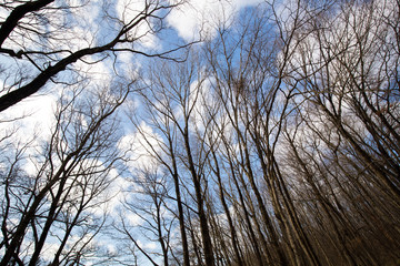 冬枯れの木立と青空