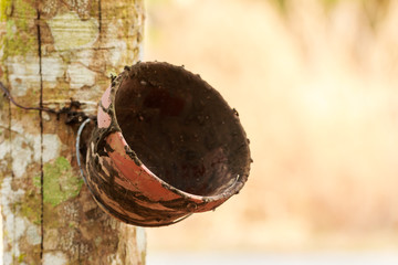 Bowl of milk rubber tree