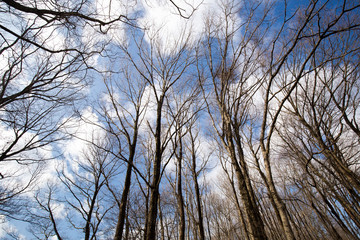 冬枯れの木立と青空