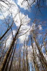 冬枯れの木立と青空