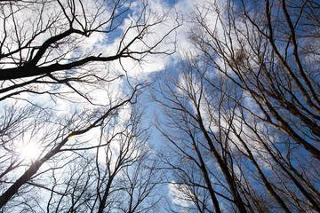 冬枯れの木立と青空