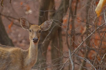 dear in forest