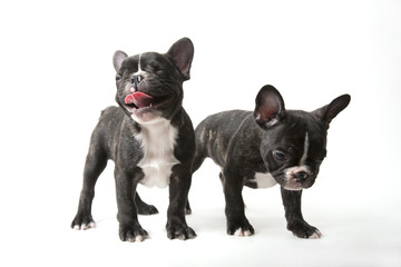 Two French bulldog puppies