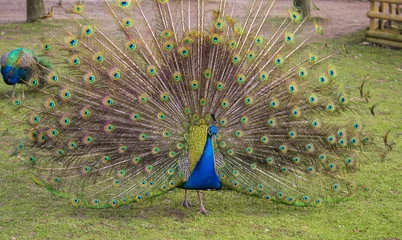 Crédence de cuisine en verre imprimé Paon Male peacock