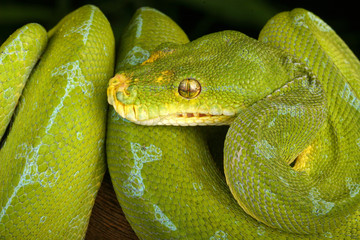 Green Tree Python