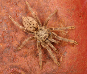 Brown Baboon Tarantula