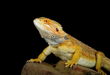 Bearded Dragon