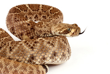 Western Diamondback Rattlesnake on white background.