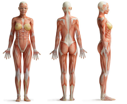 Female Anatomy