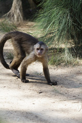 Baboon mother and son
