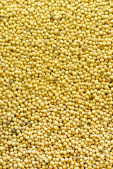 Coriander