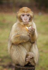 Äffchen mit Apfel