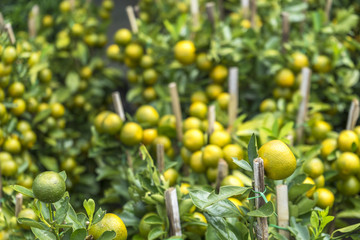 Fresh limes with natural sunlight
