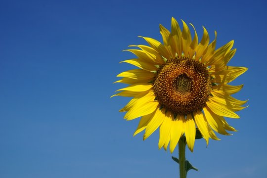 sunflower with the blue sky