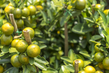 Fresh limes with natural sunlight
