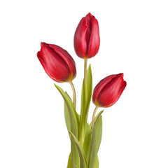 tulips bouquet of three