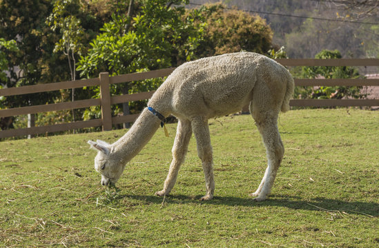 alpaca eating grass