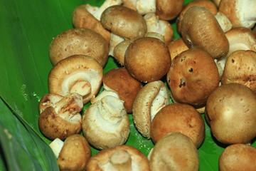 Pretty eat mushrooms