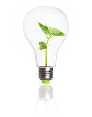 Green plant inside light bulb.