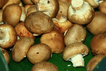 Pretty eat mushrooms