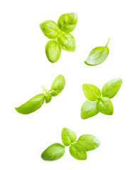 Basil leaves spice closeup isolated