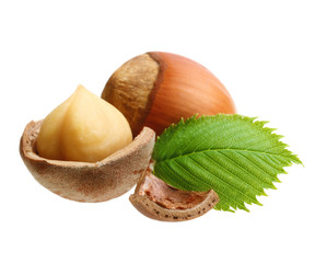 Forest nuts hazelnuts isolated