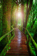 wood ways in mountain rain forest Doi Inthanont National Park Ch - obrazy, fototapety, plakaty