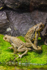 背中合わせの二匹のカエル　（日本）