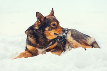 German Shepherd dog lying on the snow