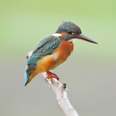 female Common Kingfisher