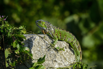 green iguana