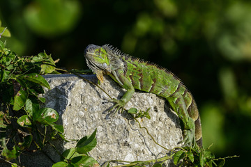 green iguana