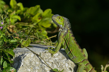 Fototapeta premium green iguana