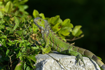 green iguana