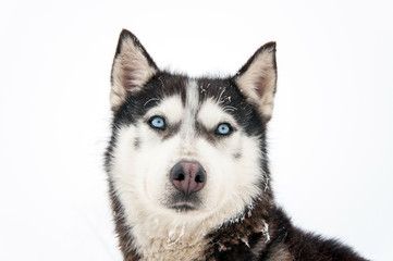 Husky dog portrait