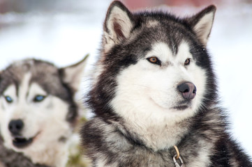 Husky