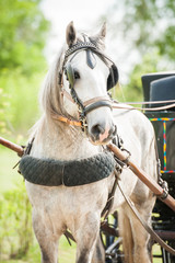 Portrait of white carriage driving shire breed horse