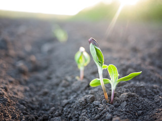 seedling