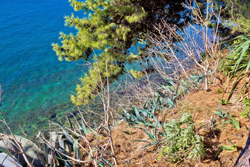 Mediterranean plants by the sea