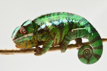 Panther Chameleon (furcifer pardalis)