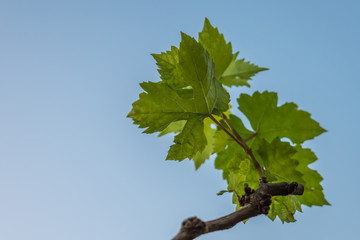Vine leaf