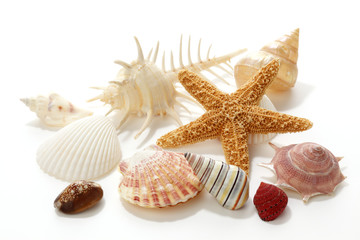 Seashells and starfish on white background