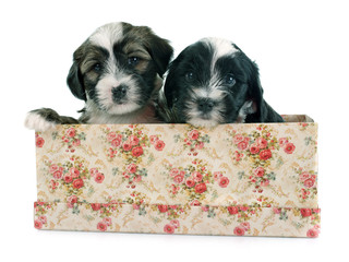 puppies tibetan terrier © cynoclub