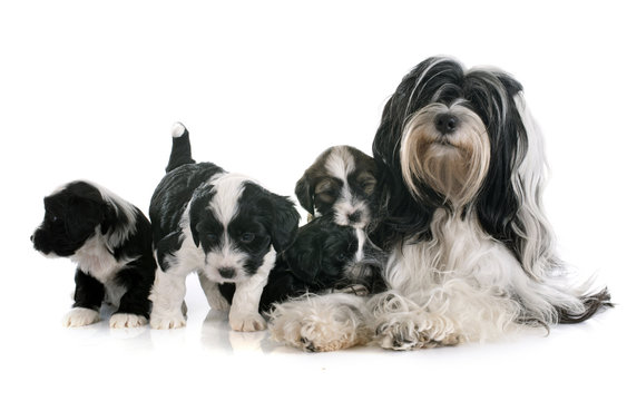 Tibetan Terrier Family