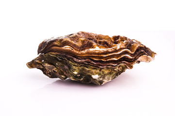 Gourmet fresh french oysters