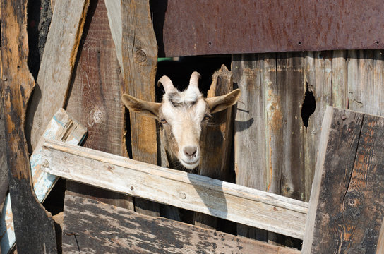 Bearded goat looking through a wooden fence boards